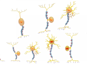 Types of Neurons 3D Model