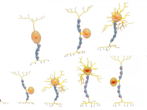 Types of Neurons 3D Model