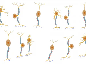 Types of Neurons 3D Model
