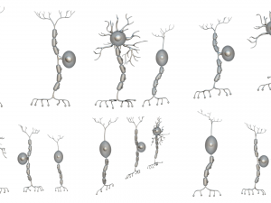 Types of Neurons 3D Model
