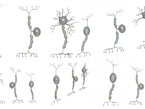 Types of Neurons 3D Model