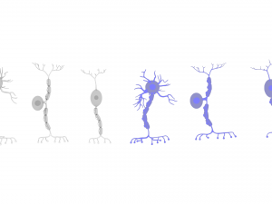 Types of Neurons 3D Model