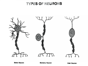 Types of Neurons 3D Model