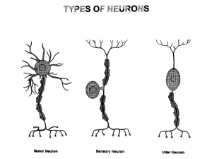 Types of Neurons 3D Model