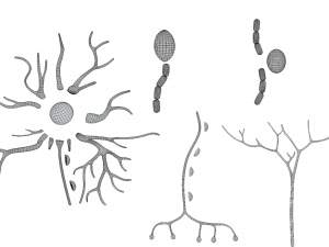 Types of Neurons 3D Model