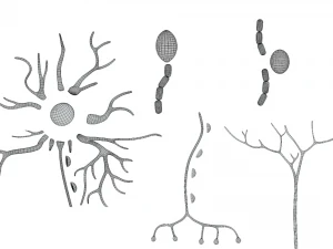 Types of Neurons 3D Model