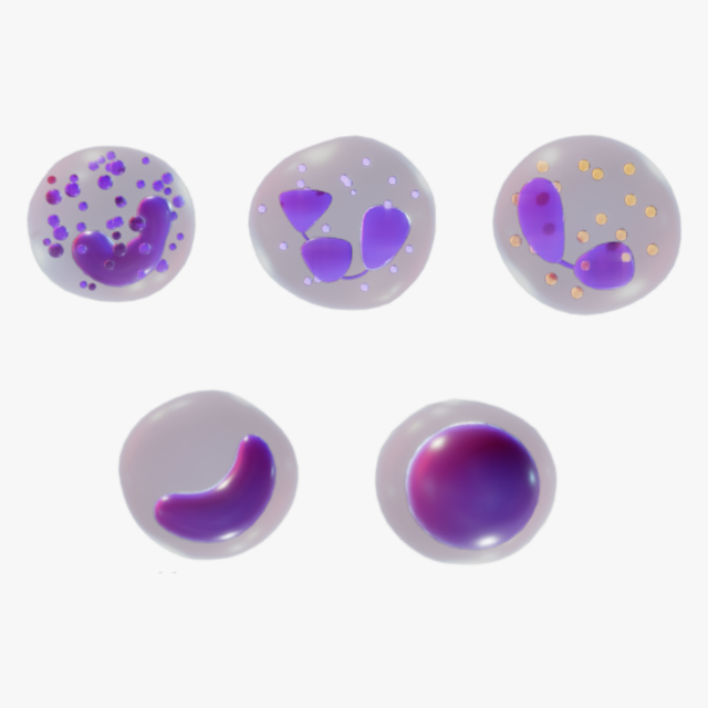 White Blood Cells 3D Model .c4d .max .obj .3ds .fbx .stl .blend