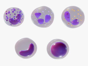 White Blood Cells 3D 모델