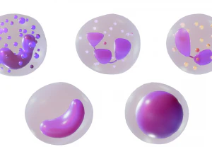 White Blood Cells 3D Model