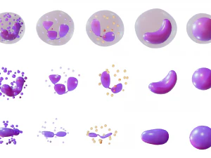 White Blood Cells 3D Model