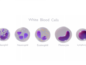 श्वेत रुधिराणु 3D मॉडल