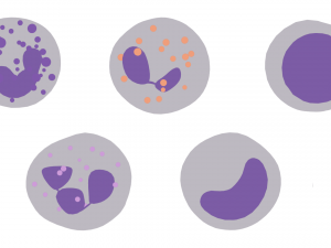 श्वेत रुधिराणु 3D मॉडल