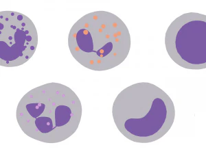 White Blood Cells 3D Model