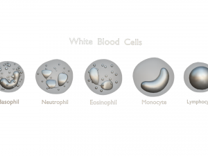 श्वेत रुधिराणु 3D मॉडल