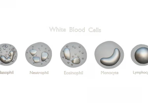 White Blood Cells 3D Model