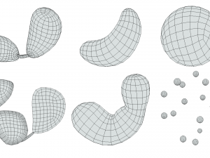श्वेत रुधिराणु 3D मॉडल