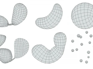 White Blood Cells 3D Model