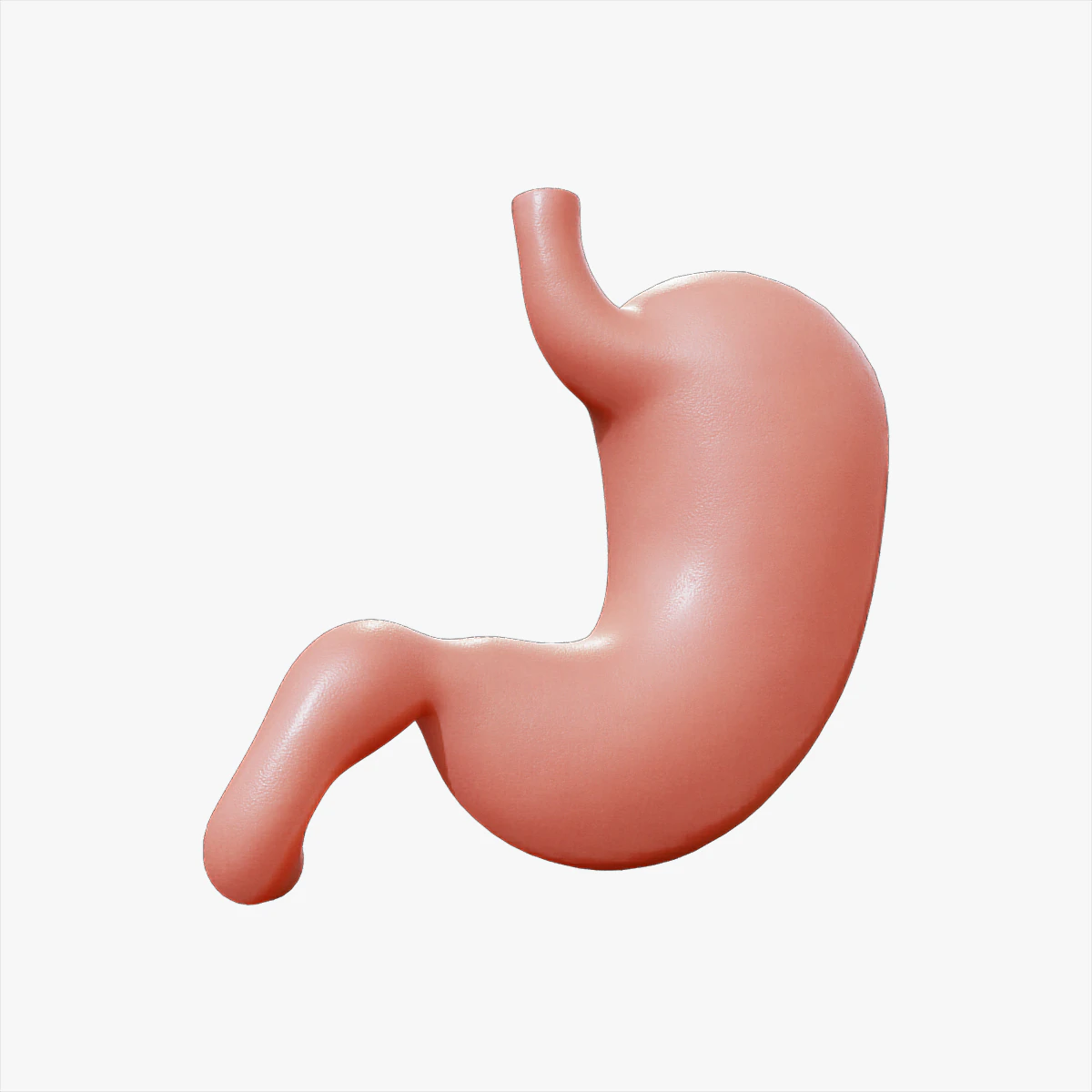 Human Stomach Anatomy 3D Model .c4d .max .obj .3ds .fbx .stl .blend