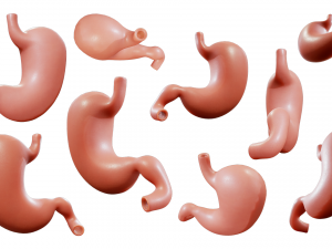Human Stomach Anatomy 3D Модель