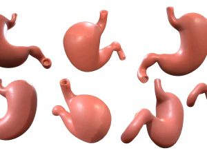 Human Stomach Anatomy 3D Model