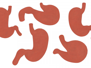 Human Stomach Anatomy 3D Модель