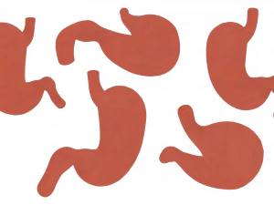 Human Stomach Anatomy 3D Model