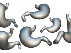 Human Stomach Anatomy 3D Model