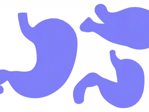 Human Stomach Anatomy 3D Модель