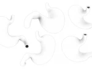 Human Stomach Anatomy 3D Model