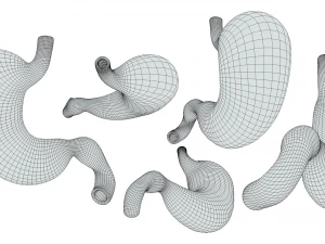 Human Stomach Anatomy 3D Model