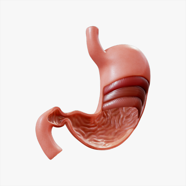 Stomach Cross Section Anatomy 3D Model .c4d .max .obj .3ds .fbx .stl .blend 