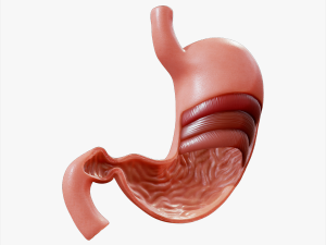 Stomach Cross Section Anatomy 3D 모델