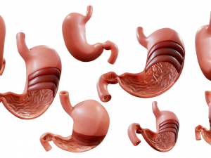 Stomach Cross Section Anatomy 3D Model
