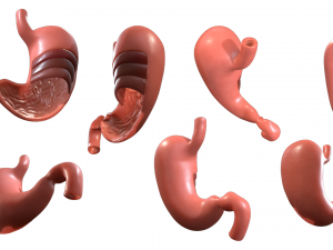 Stomach Cross Section Anatomy 3D Model