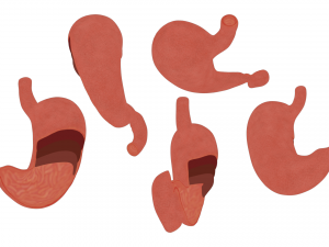 Stomach Cross Section Anatomy 3D Model