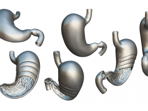 Stomach Cross Section Anatomy 3D Model