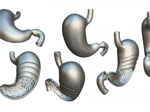 Stomach Cross Section Anatomy 3D Model