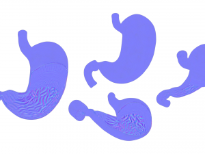 Stomach Cross Section Anatomy 3D Model