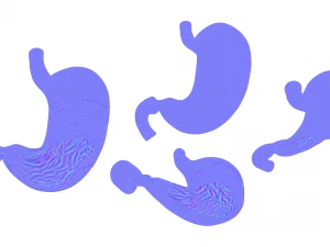 Stomach Cross Section Anatomy 3D Model