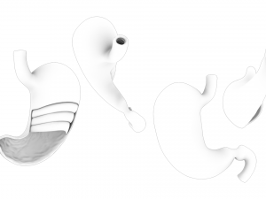 Stomach Cross Section Anatomy 3D Model
