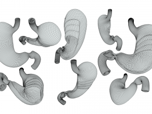 Stomach Cross Section Anatomy 3D Model