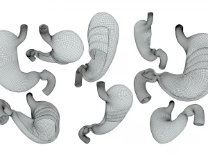 Stomach Cross Section Anatomy 3D Model