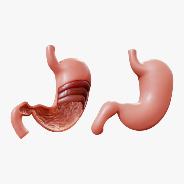 Stomach Complete Version Model 3D .c4d .max .obj .3ds .fbx .stl .blend 