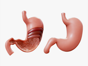 Stomach Complete Version 3D 모델