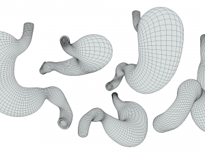 Stomach Complete Version Model 3D