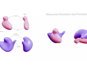 Ribosome Structure and Function 3D-Modell