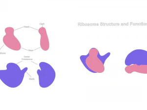 Struttura e funzione dei ribosomi Modello 3D