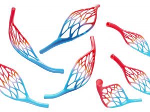 Blood Vessel Anatomy Modèle 3D