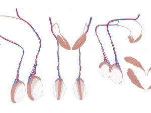 Male Testicles Testes Anatomy 3D 모델