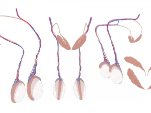 Male Testicles Testes Anatomy 3D Model
